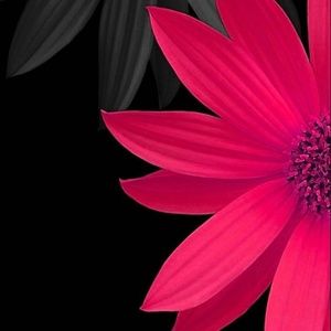 Meet your Posher, Veronica